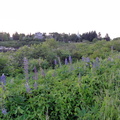 DSC04426